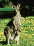 pic for Kangaroos Animated.